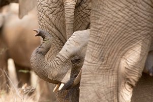 Elefantenbaby mit erhobenen Rüssel schaut hinter dem Bein seiner Mama hervor