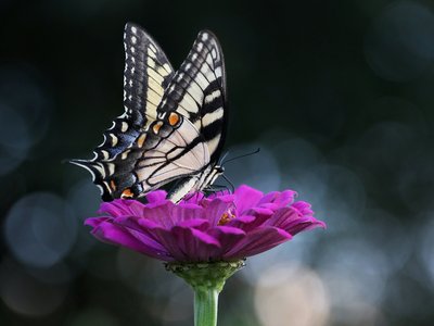 Ein Schwalbenschwanz auf einer pinken Blüte