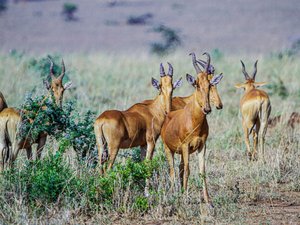 Mehrere Kuhantilopen in der Savanne von Uganda