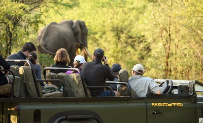 Menschen in einem Jeep beobachten einen Elefanten