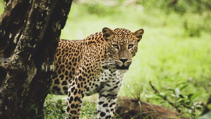 Ceylon Leopard schaut hinter einem Baum hervor