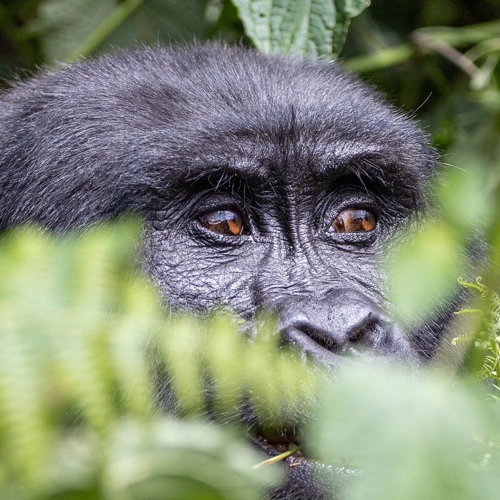 Gorillaaugen schauen durchs Gebüsch